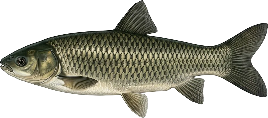 Белый амур