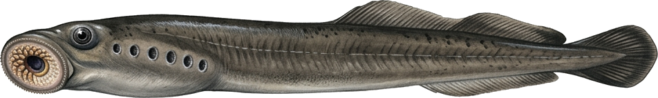 Минога