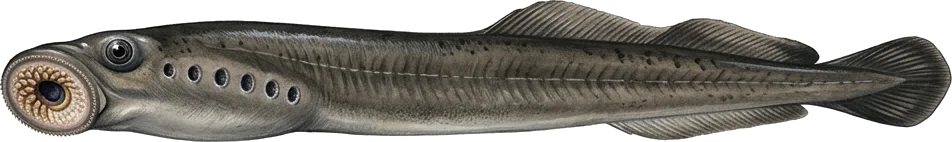 Минога